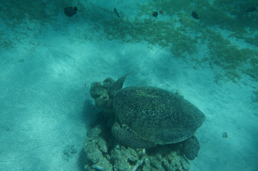 Photo from customer review