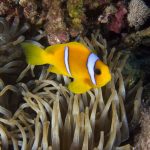 Clownfische / clownfish