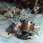 Feuerfisch / Lionfish