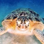 Meereschildkröte / turtle