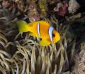 clownfish_1